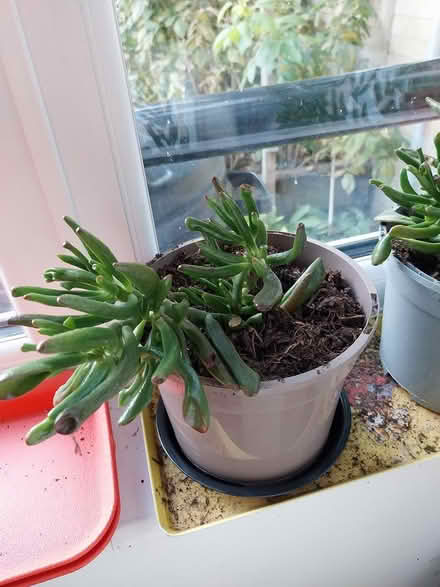 Photo of free Succulent Jade plant Crassula Ovata (AL7 Welwyn Garden City) #1