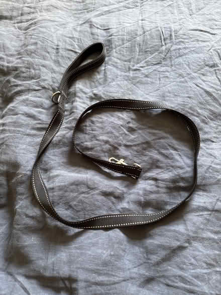 Photo of free Medium length flat dog lead (Batford AL5) #1