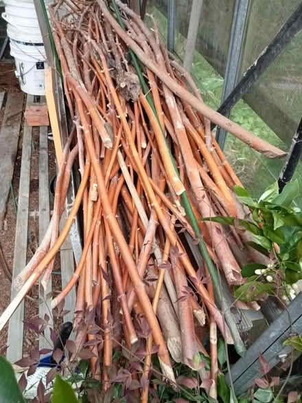 Photo of free Garden stakes (Glen Waverley) #1