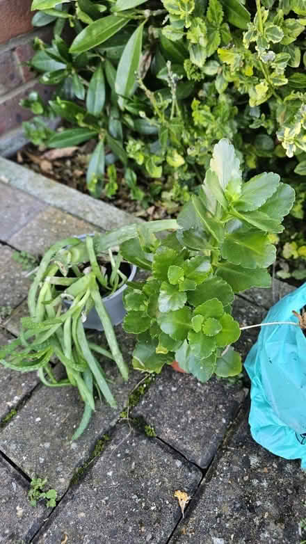 Photo of free House plants (no pots) (GU73) #2