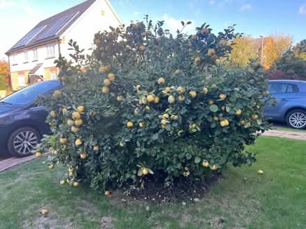 Photo of free Quinces - CB5 (CB5) #1