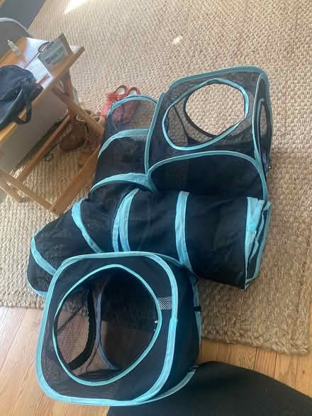 Photo of free Cat play can go outside Ijamsville (Ijamsville 21754) #1