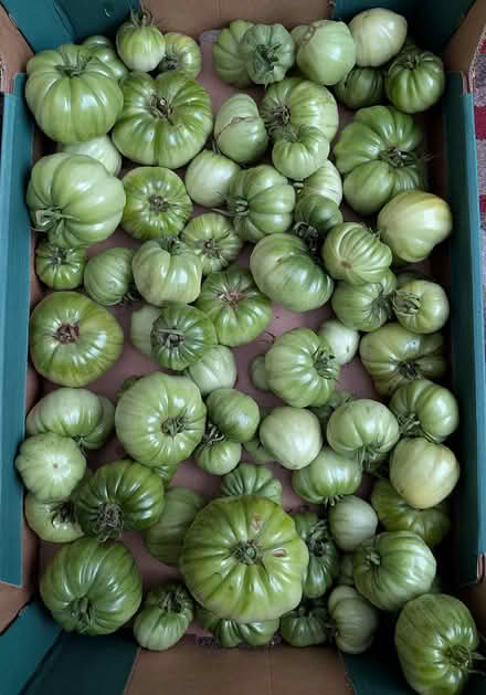 Photo of free Green tomatoes (GU12) #1