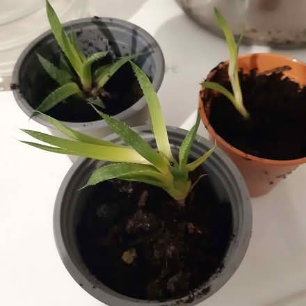 Photo of free Succulent house plants (Upper Holloway N19) #1