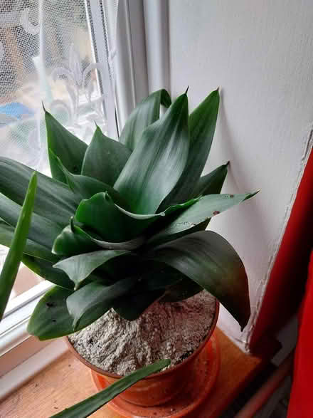 Photo of free Sansevieria succulent plants (AL7 Welwyn Garden City) #4