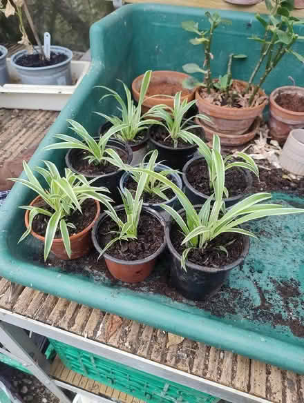 Photo of free Spider plants (Botley) #1