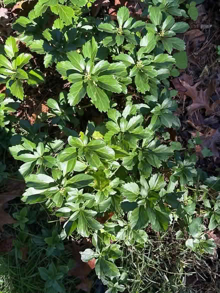 Photo of free Pachysandra ground cover plants (Braddock Heights) #1
