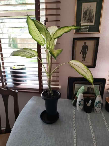 Photo of free Plant (TN39) #1