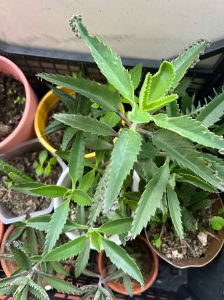 Photo of free Mother of thousands succulent (Hanworth Park TW13) #3