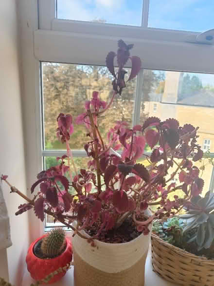 Photo of free Coleus rooted cuttings (Littlemore OX4) #2