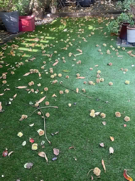 Photo of free sweet chestnuts (Grove Park Chiswick W4) #1