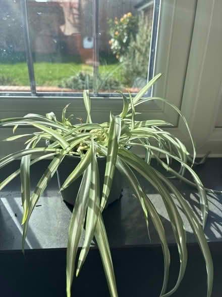 Photo of free Baby spider plant (Kennington OX14) #1