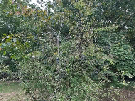Photo of free Sloes - ready to pick (Howhlill Quarries HG3) #1