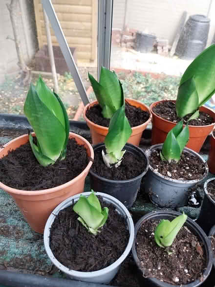 Photo of free Sansevieria succulent plants (AL7 Welwyn Garden City) #2