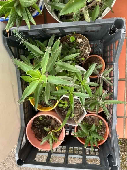Photo of free Mother of thousands succulent (Hanworth Park TW13) #1
