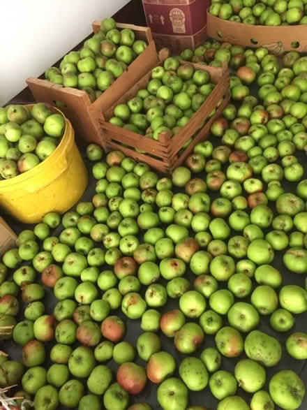 Photo of free Bramley apples (Crooklands LA7) #2