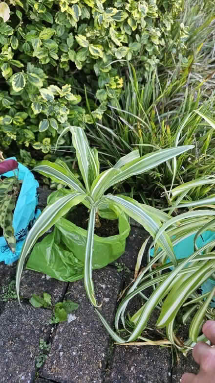 Photo of free House plants (no pots) (GU73) #3