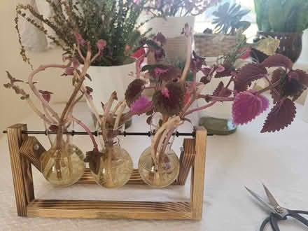 Photo of free Coleus rooted cuttings (Littlemore OX4) #1