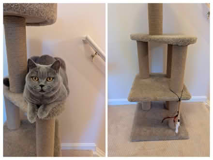 Photo of free Cat tree (Piney orchard, Odenton) #1