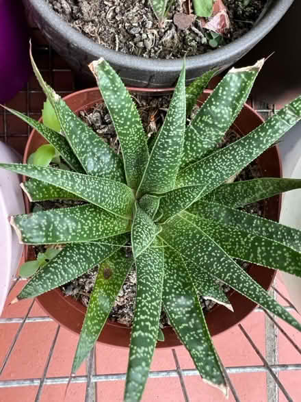 Photo of free Mother of thousands succulent (Hanworth Park TW13) #4