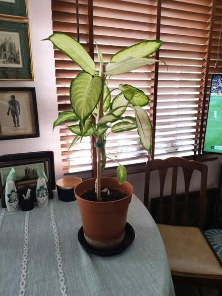 Photo of free Plant #2 (TN39) #1