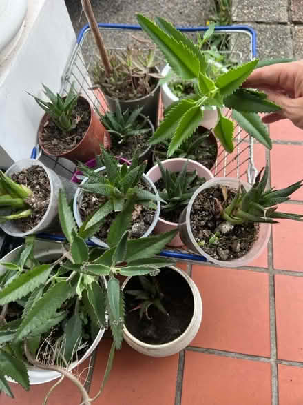 Photo of free Mother of thousands succulent (Hanworth Park TW13) #2