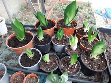 Photo of free Sansevieria succulent plants (AL7 Welwyn Garden City) #1