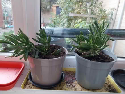Photo of free Succulent Jade plant Crassula Ovata (AL7 Welwyn Garden City) #2