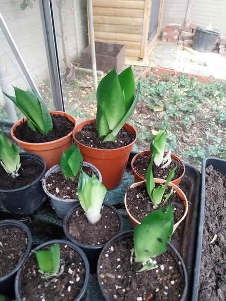 Photo of free Sansevieria succulent plants (AL7 Welwyn Garden City) #3
