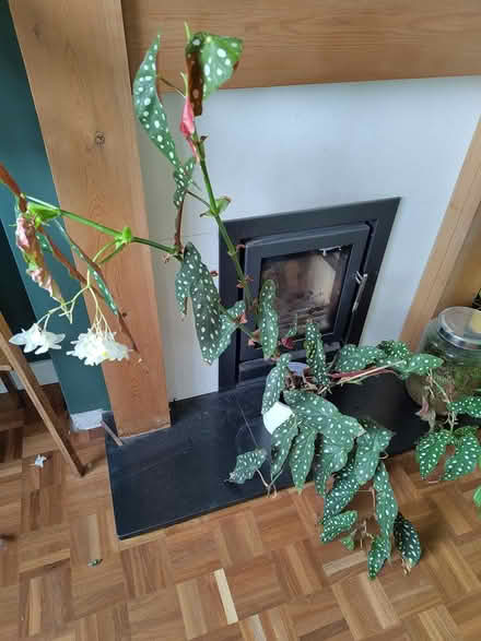 Photo of free Spotty dotty begonia houseplant (South Hitchin, SG4 9) #1