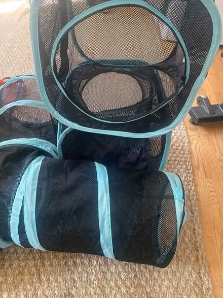 Photo of free Cat play can go outside Ijamsville (Ijamsville 21754) #2