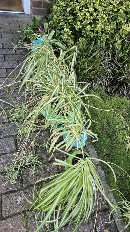 Photo of free House plants (no pots) (GU73) #4