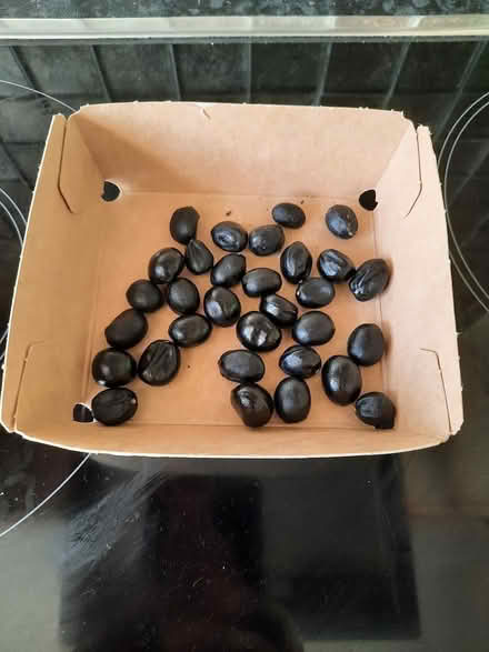 Photo of free Yellow Tree Peony Seeds (Morden SM4) #3