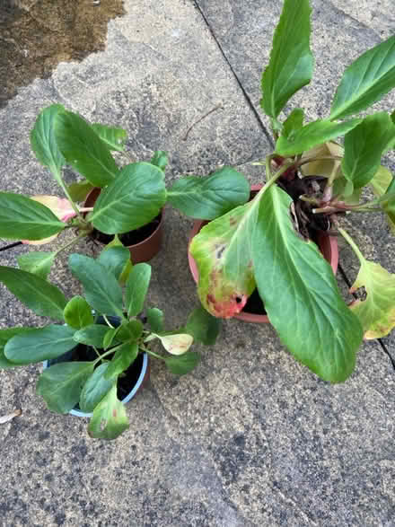 Photo of free White Bergenia Plants (Southwater) #1