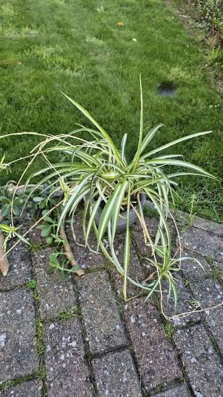 Photo of free House plants (no pots) (GU73) #1
