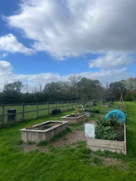 Photo of free Strawberry Plants (Cranbrook, EX5 7BA) #3