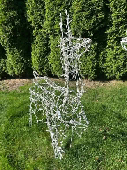 Photo of free 2 free reindeer (Artondale/Cromwell) #2