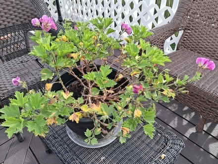 Photo of free Martha Washington Geranium (Highlands, NJ) #1
