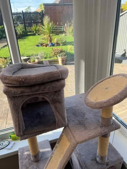 Photo of free Cat Tree (Sacriston DH7) #2
