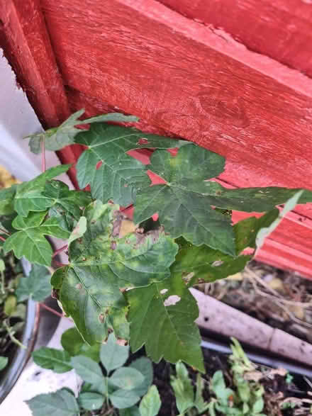 Photo of free Plants (Woodford IG8) #2