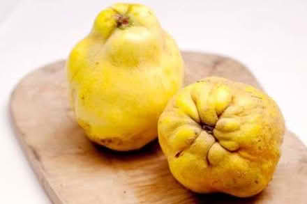 Photo of Quinces (Priestwood RG42) #1