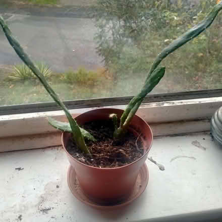 Photo of free Cactus/cacti (Clayton Brook PR5) #1