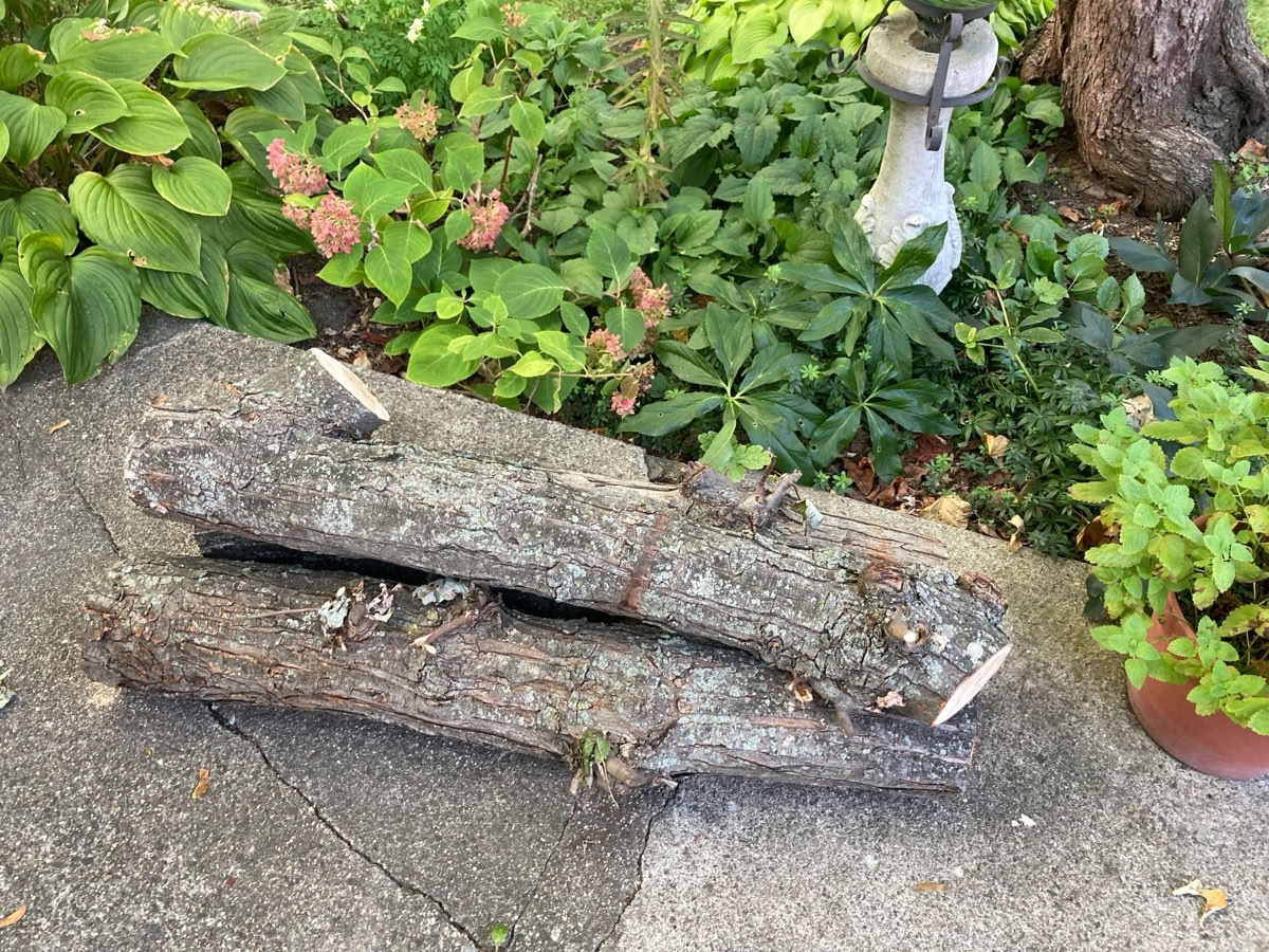 Free: Maple logs (01801)