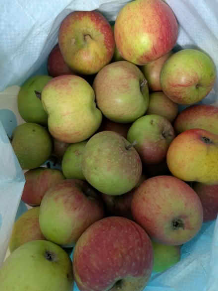 Photo of free Bag of apples (Tangmere) #1