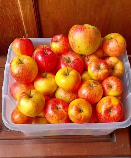 Photo of free More apples (Harrogate HG2) #1