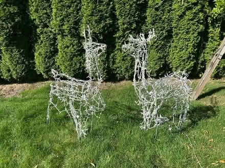 Photo of free 2 free reindeer (Artondale/Cromwell) #1
