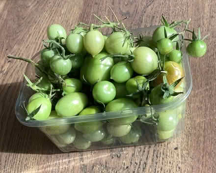 Photo of free Green tomatoes (Sopwell AL1) #1