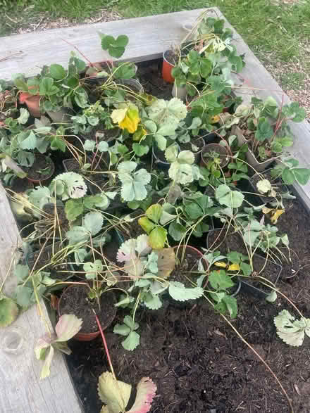 Photo of free Strawberry Plants (Cranbrook, EX5 7BA) #1
