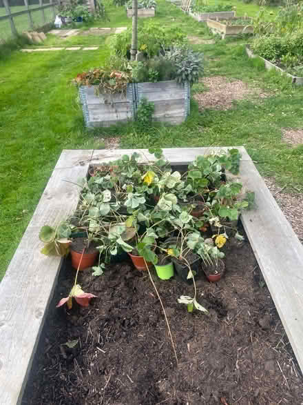 Photo of free Strawberry Plants (Cranbrook, EX5 7BA) #2