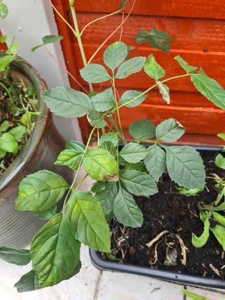 Photo of free Plants (Woodford IG8) #1